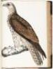 Illustrations of Indian Zoology; Chiefly Selected from the Collection of Major-General Hardwicke, F.R.S. - Volume II only - 18