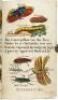 W. Belch's History of Fishes & Insects - 5