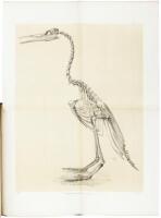 Odontornithes: A Monograph of the Extinct Toothed Birds of North America