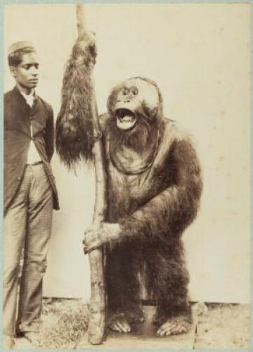 Notes sur l'ost&eacute;om&eacute;trie et la craniologie des orang-outans