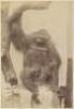 Notes sur l'ost&eacute;om&eacute;trie et la craniologie des orang-outans - 4