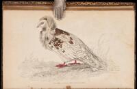 The Natural History of Pigeons