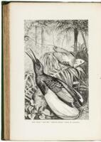 The Malay Archipelago: The Land of the Orang-Utan, and the Bird of Paradise. A Narrative of Travel, with Studies of Man and Nature