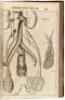 Corporis Humani Disquisitio Anatomica; in qua Sanguinis Circulationem in Quavis ... - 3