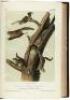 The Quadrupeds of North America