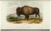 The Quadrupeds of North America - 3