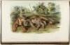 The Quadrupeds of North America - 6