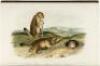 The Quadrupeds of North America - 7