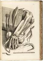 Anatomia Corporum Humanorum