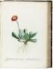 Plantarum Succulentarum Historia. Histoire des Plantes Grasses - 2
