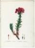 Plantarum Succulentarum Historia. Histoire des Plantes Grasses - 6
