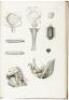 Icones Anatomicae - 6