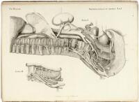 Tabulae Nervorum Thoracis et Abdominis.