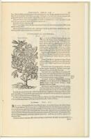 A Leaf from the 1583 Rembert Dodoens Herbal printed by Christopher Plantin