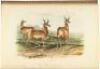 The Quadrupeds of North America - 2