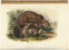 The Quadrupeds of North America - 3
