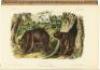 The Quadrupeds of North America - 4