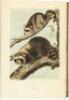 The Quadrupeds of North America - 6