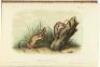 The Quadrupeds of North America - 7