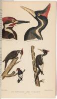 American Ornithology; Or, The Natural History of the Birds of the United States