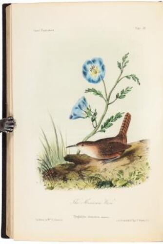 Illustrations of the Birds of California, Texas, Oregon, British and Russian America. Intended to contain Descriptions and Figures of all North American Birds...
