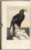 Illustrations of the Birds of California, Texas, Oregon, British and Russian America. Intended to contain Descriptions and Figures of all North American Birds... - 2