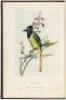 Illustrations of the Birds of California, Texas, Oregon, British and Russian America. Intended to contain Descriptions and Figures of all North American Birds... - 4