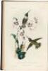 Illustrations of the Birds of California, Texas, Oregon, British and Russian America. Intended to contain Descriptions and Figures of all North American Birds... - 6