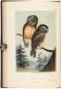 Illustrations of the Birds of California, Texas, Oregon, British and Russian America. Intended to contain Descriptions and Figures of all North American Birds... - 7