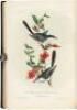 Illustrations of the Birds of California, Texas, Oregon, British and Russian America. Intended to contain Descriptions and Figures of all North American Birds... - 8