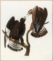 Buteo Lacopus, Rough-Legged Falcon, No. 35, Plate CCCCXXII