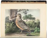 The Cabinet of Natural History and American Rural Sports