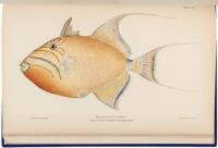 Investigations of the Aquatic Resources and Fisheries of Porto Rico by the United States Fish Commission Steamer Fish Hawk in 1899