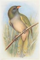 The Birds of La Plata
