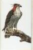 Some Birds and Mammals of South America - 3