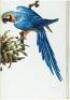 Some Birds and Mammals of South America - 4