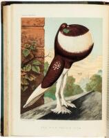 The Illustrated Book of Pigeons. With Standards for Judging