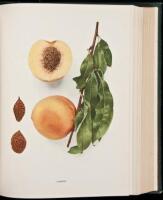 The Peaches of New York