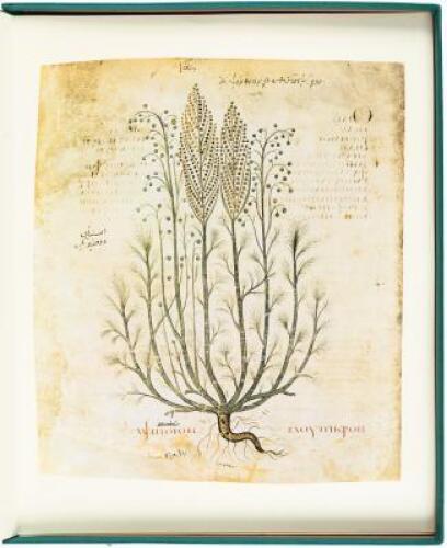 Dioscorides Herbarium. Twelve Miniatures from the Anicia Juliana Codex, 6th Century