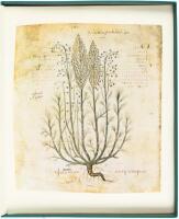 Dioscorides Herbarium. Twelve Miniatures from the Anicia Juliana Codex, 6th Century