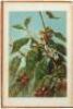 Coffee: Its History, Cultivation, and Uses - 3
