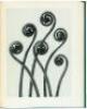 Art Forms in Nature: Examples from the Plant World Photographed Direct from Nature - 4