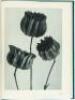 Art Forms in Nature: Examples from the Plant World Photographed Direct from Nature - 6