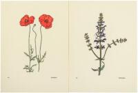 Das Blumenbuch
