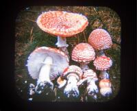 Mushrooms in Their Natural Habitats