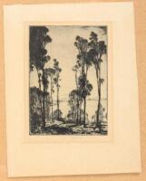 California Eucalyptus - original etching