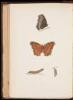 A History of British Butterflies