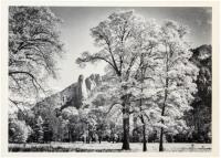 Sentinel Rock, Oak Trees, Autumn, Yosemite National Park, California - Postcard, signed by Ansel Adams