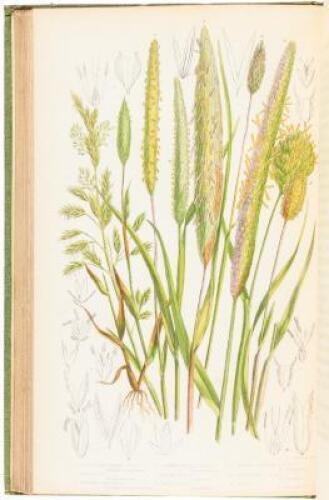 The British Grasses and Sedges