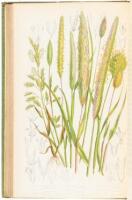 The British Grasses and Sedges